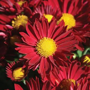 Chrysanthemum 'Edana Red' 
