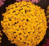 Chrysanthemum 'Akilon Gold' 