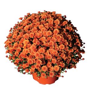 Chrysanthemum 'Keeley Orange' 