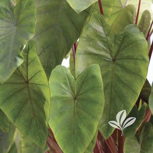 Colocasia esculenta 'Hawaiian Punch' 