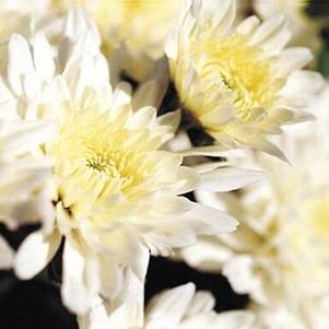 Chrysanthemum 'Yohelga' 