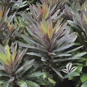 Euphorbia 'Nothowlee' 