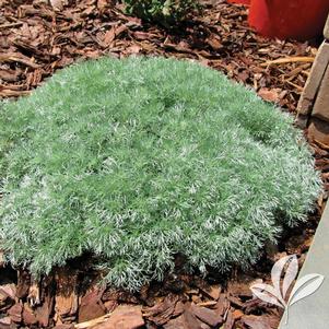 Artemisia schmidtiana 'Silver Mound' 