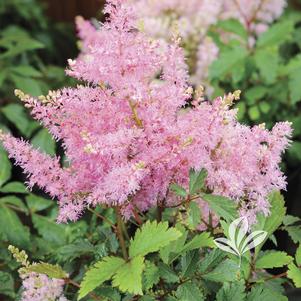 Astilbe 'Verssilvery Pink' 