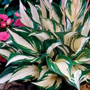 Hosta 'Fire and Ice' 