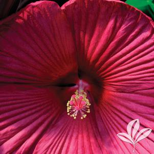 Hibiscus 'Balhibred' 