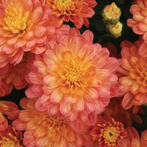 Chrysanthemum 'Jacqueline Orange Fusion' 