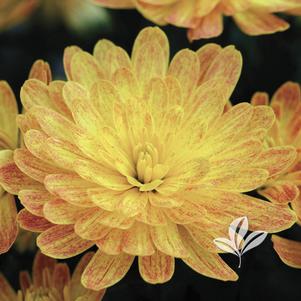 Chrysanthemum 'Jacqueline Yellow' 