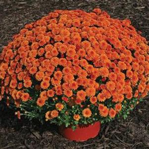 Chrysanthemum 'Hailey Orange' 