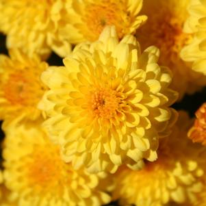 Chrysanthemum 'Electra Amber' 