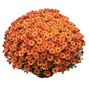 Chrysanthemum 'Beverly Orange' 