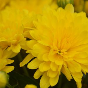 Chrysanthemum 'Elena Gold' 