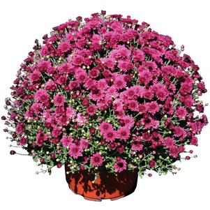 Chrysanthemum 'Arlette Purple' 