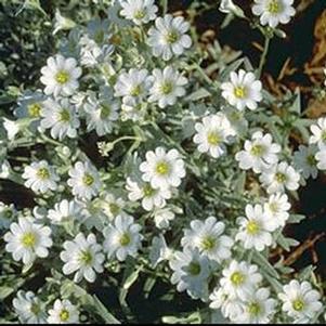 Cerastium tomentosum 'Silver Carpet' 