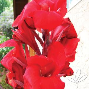 Canna x generalis 'Tropical Red' 