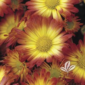 Chrysanthemum 'Dazzling Stacy' 