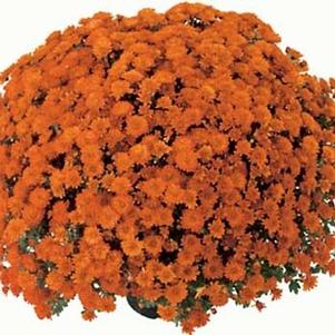 Chrysanthemum 'Orange Urano' 