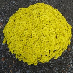 Chrysanthemum 'Yellow Urano' 