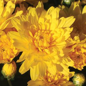 Chrysanthemum 'Brittany Yellow' 