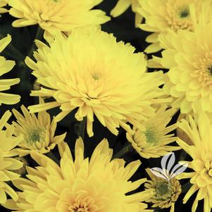 Chrysanthemum 'Yolanda Yellow' 