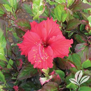 Hibiscus rosa-sinensis 'Variegata' 