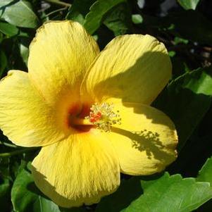Hibiscus rosa-sinensis 'Yellow Jacket' 