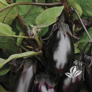 Solanum melongena 'Patio Baby' 