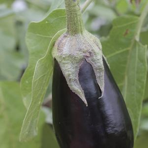 Solanum melongena 'Classic' 