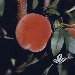 Prunus persica 'Redskin' 