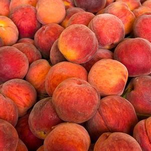 Prunus persica 'Gala Peach' 