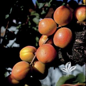 Prunus armeniaca 'Wenatchee Moorpark' 