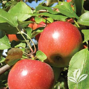 Malus 'Haralson' 