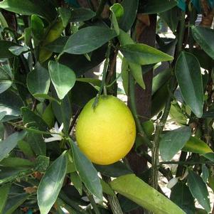 Citrofortunella lemonquat 