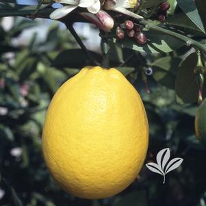 Citrus limon 'Meyer' 