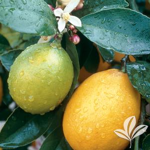 Citrus limon 'Meyer' 