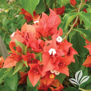 Bougainvillea 'Flame Red' 